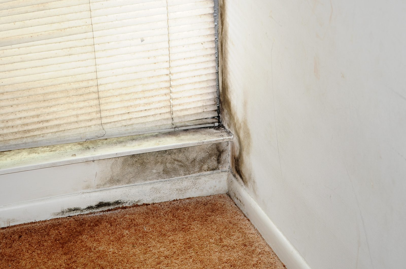 Mold growing along a window sill, baseboard and wall corner above carpet