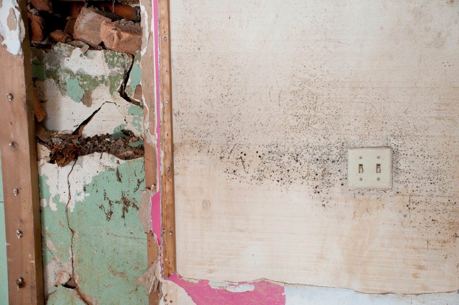 Mold spotting across a plaster wall beside an opened stud bay with crumbled plaster and brick